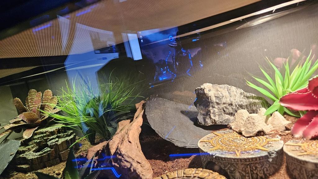 intresse peiling luipaard gecko incl terrarium Leopard Gecko - unknown for sale from P. bleeker