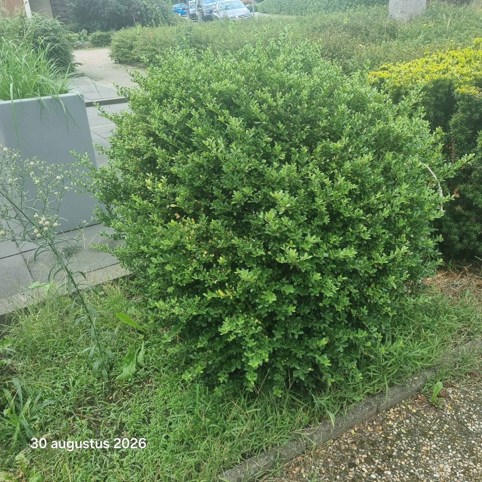 GERESERVEERD Buxus sempervirens gratis ( zelf uitgraven ), Vaste plant, Bloeit niet, Halfschaduw, Ophalen