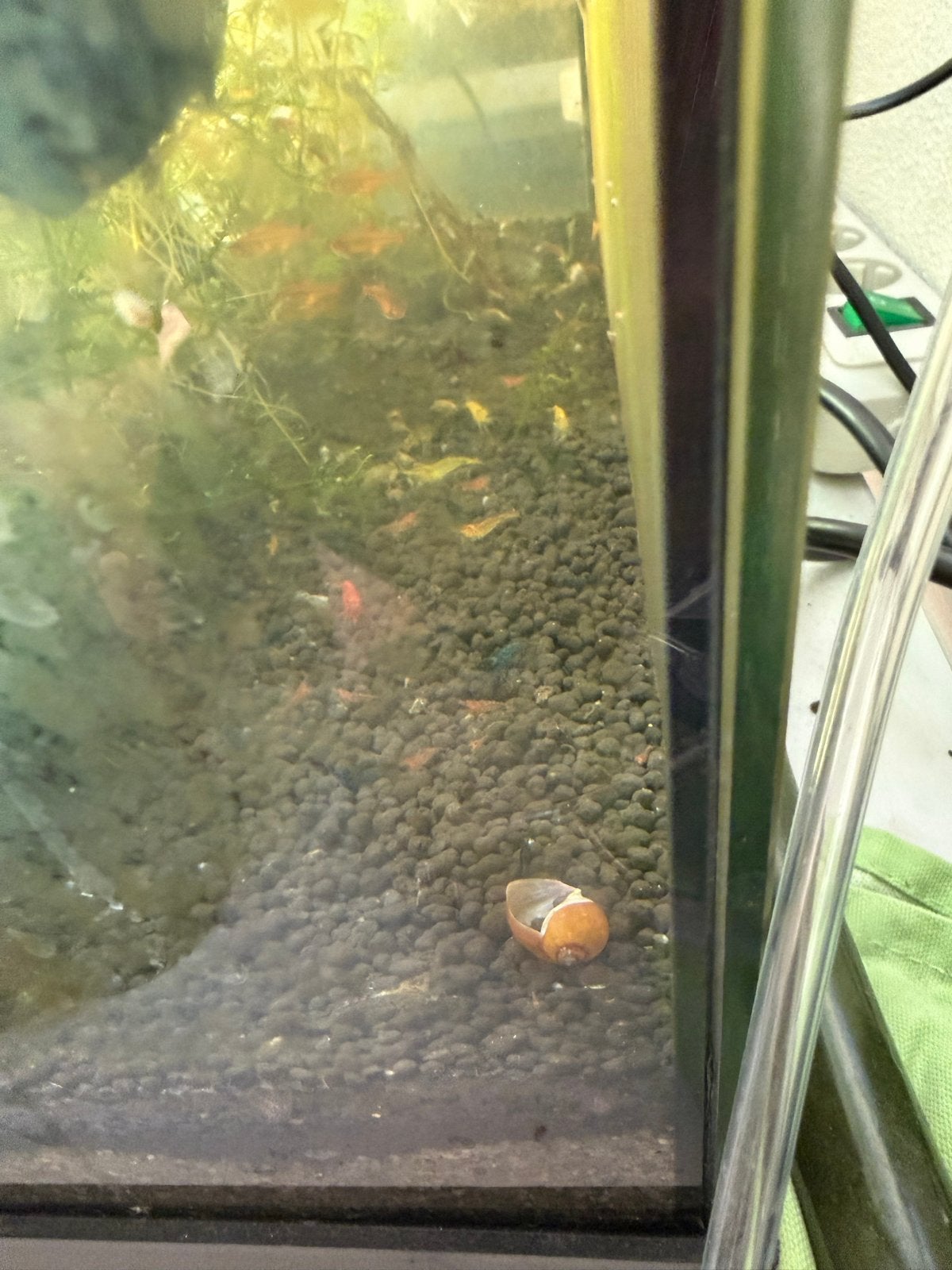 Garnalen, Dieren en Toebehoren, Vissen | Aquariumvissen, Kreeft, Krab of Garnaal, Zoetwatervis