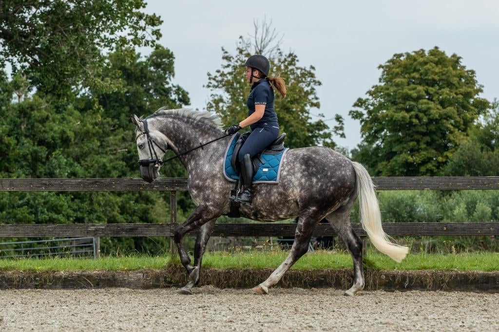 Veelzijdige KWPN ruin van 9 jaar, Dieren en Toebehoren, Paarden, Met stamboom, Ruin, Dressuurpaard, 170 tot 175 cm