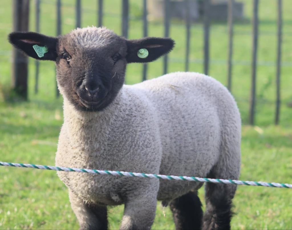 Te koop Hampshire Down ramlam, Mannelijk, Schaap