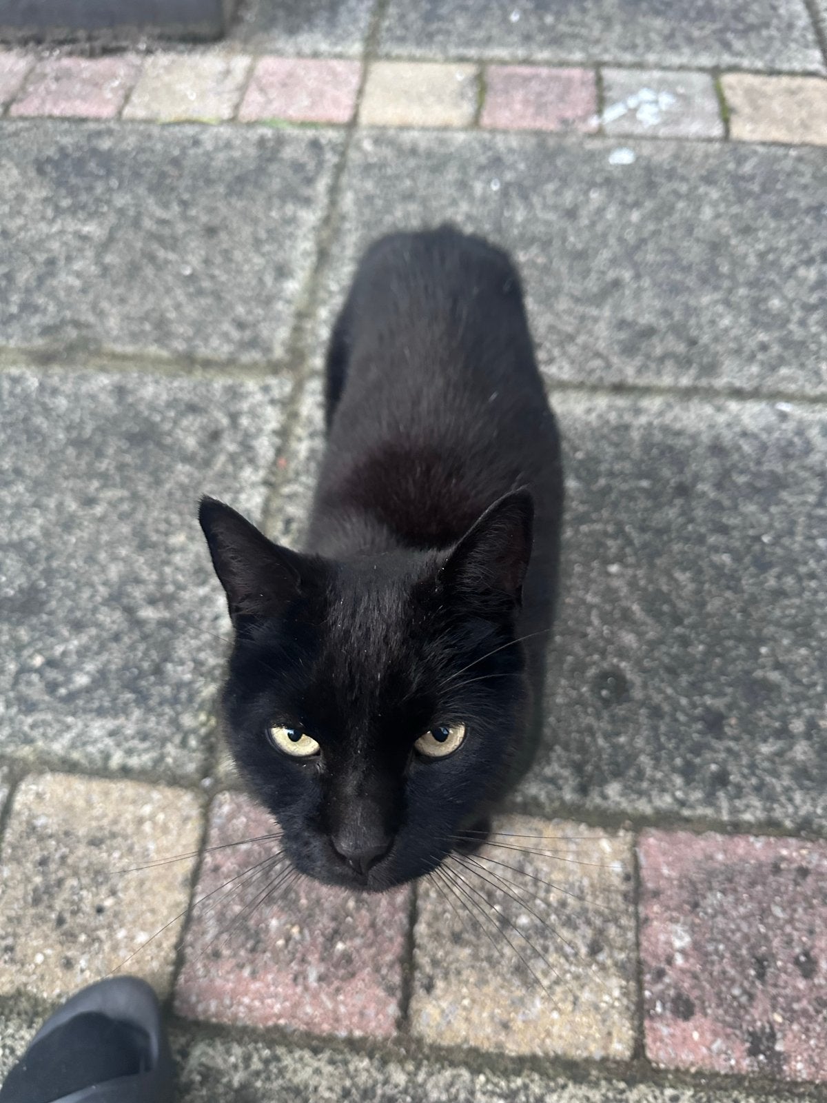 Lief katje die een nieuw huisje zoekt, Poes