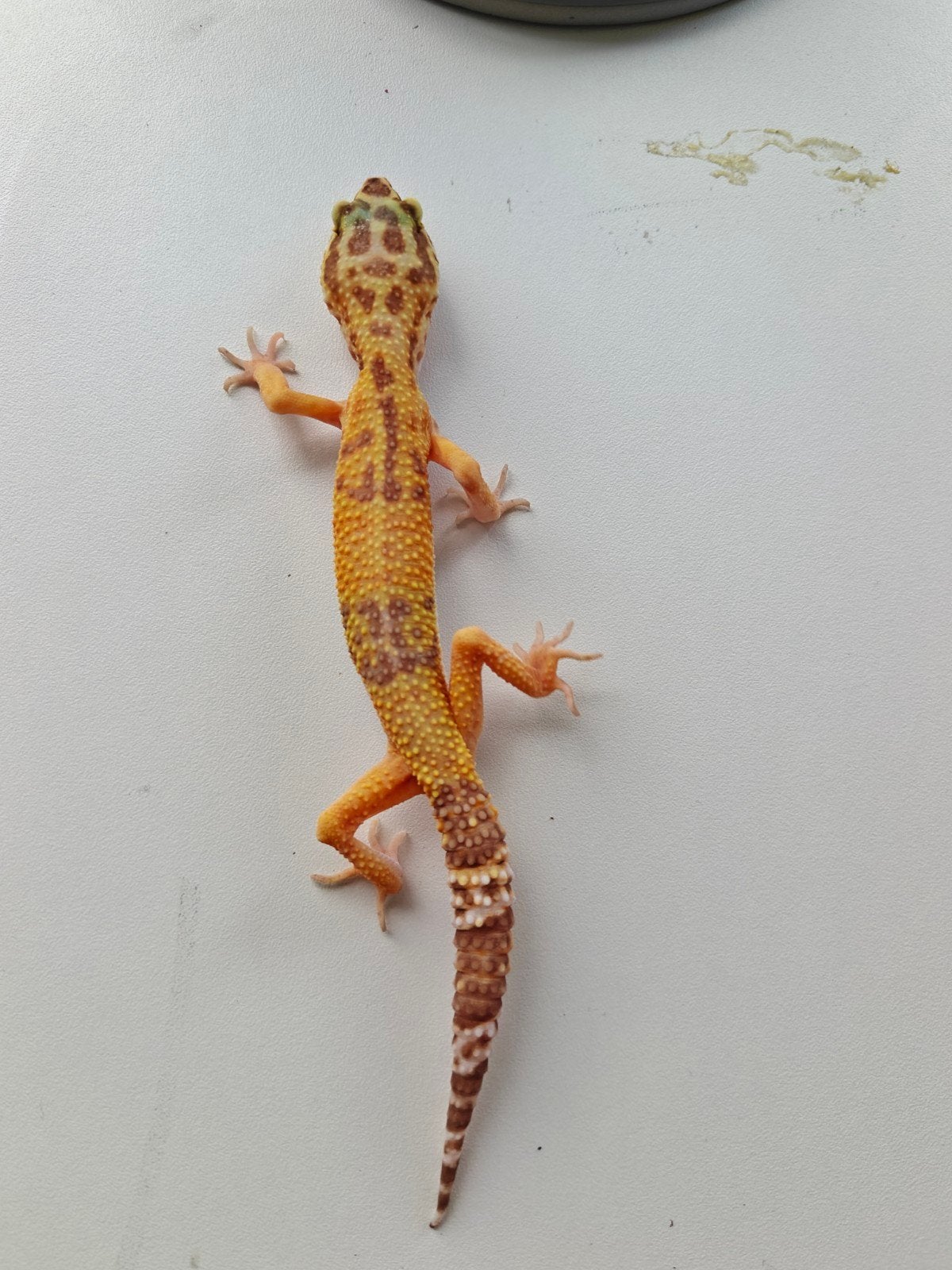 Geel-oranje luipaardgekko te koop Leopard Gecko - female for sale from Julia Van der leur