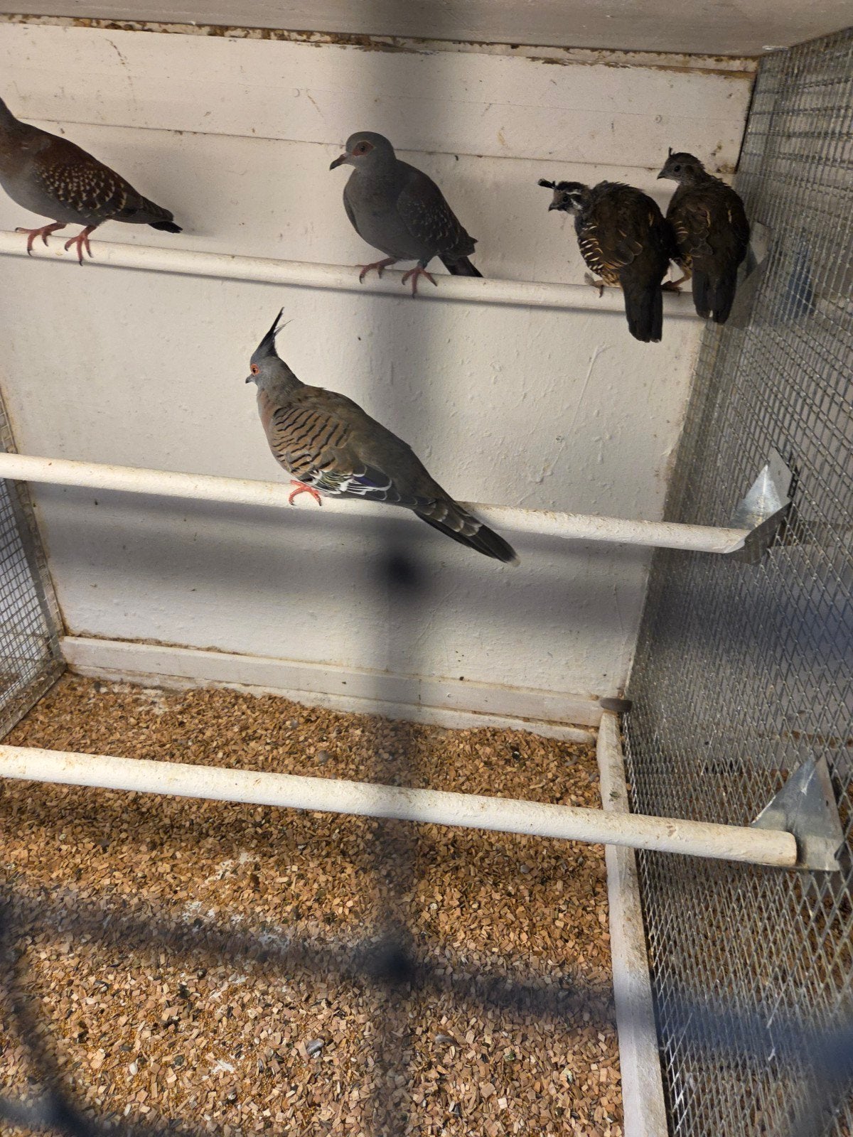 carlifornische kuifwartels, Meerdere dieren, Overige soorten