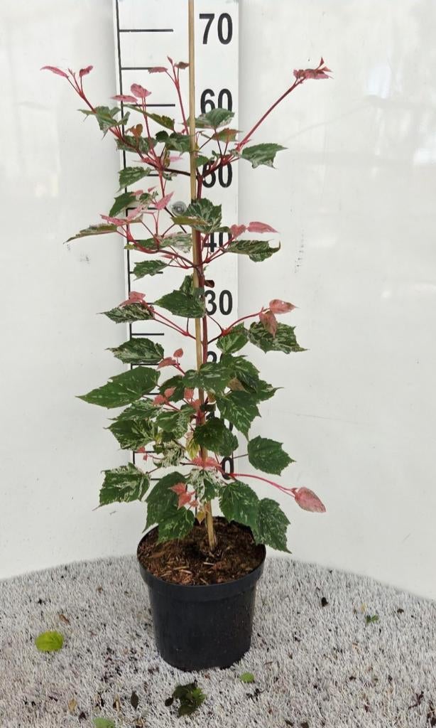 Acer conspicuum 'Red Flamingo' 🍀🍁, Ophalen, Bamboe