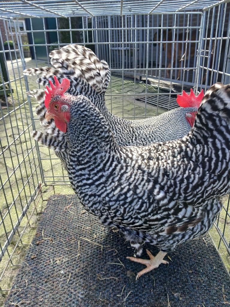 Amrock koppel, Dieren en Toebehoren, Meerdere dieren, Kip