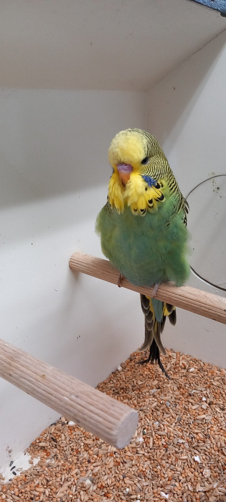Jonge grasparkiet mooie vogel, Mannelijk, Parkiet, Geringd