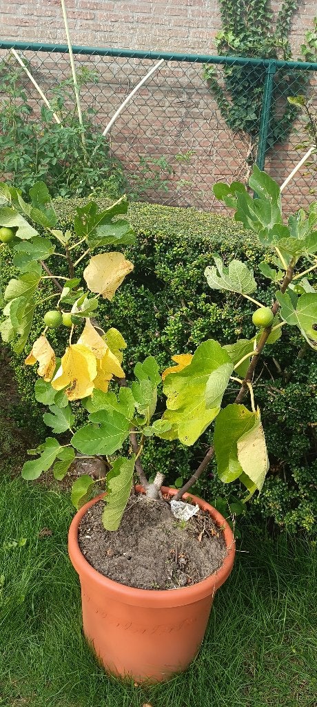 Vijgenboom, Tuin en Terras, Bloeit niet, Overige soorten, 100 tot 250 cm, Ophalen