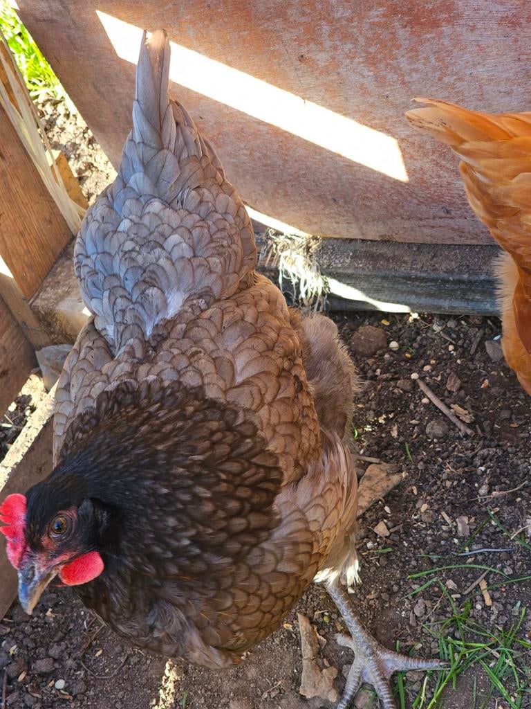 Kippen, Dieren en Toebehoren, Pluimvee, Vrouwelijk, Kip