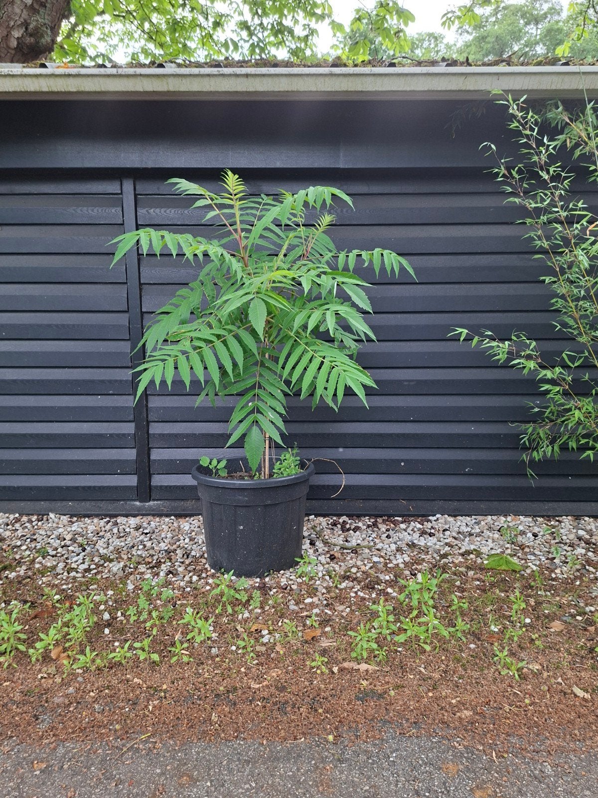 Fluweelboom Sumak (Rhus typhina) - Decoratieve struik, Tuin en Terras, Ophalen of Verzenden