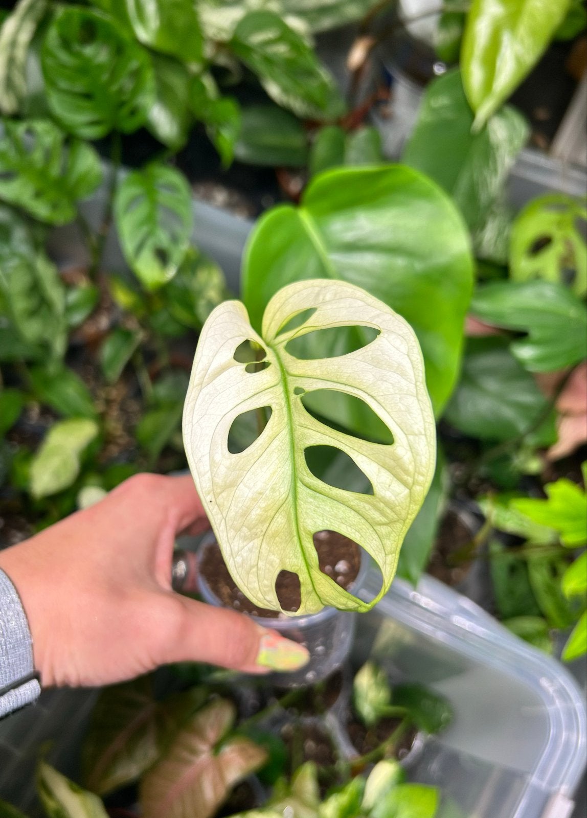 Monstera Adansonii Albo Variegata - Zeldzame Stek, Ophalen of Verzenden, Halfschaduw, Minder dan 100 cm