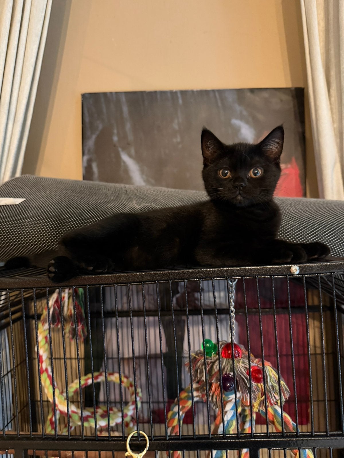 Britse korthaar kittens, Meerdere dieren