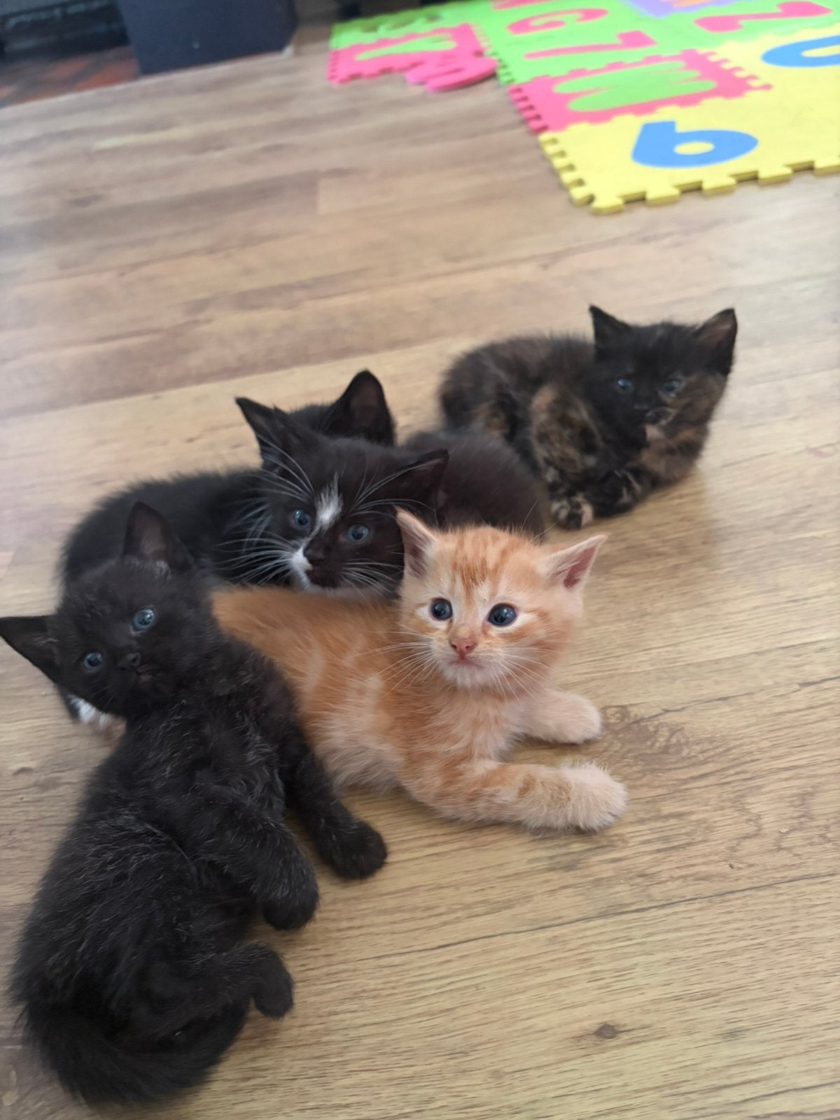 Superlieve kittens, Poes