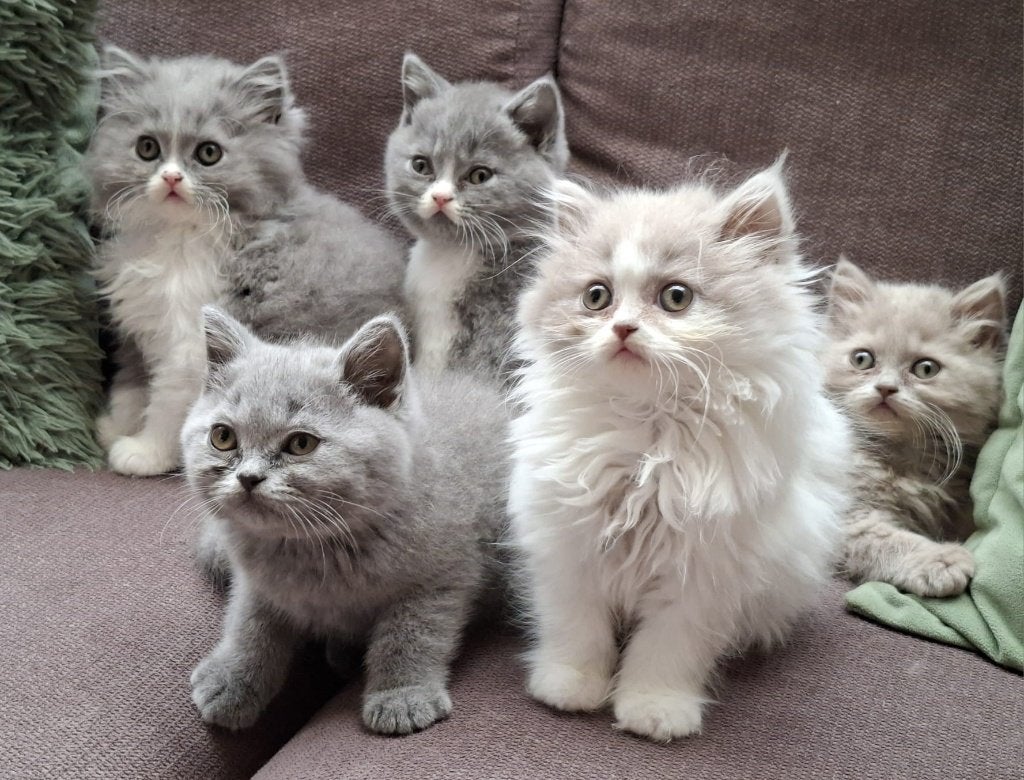 mooi nestje met 5 lieve Britten te koop, Dieren en Toebehoren, Meerdere dieren, Met stamboom, 0 tot 2 jaar