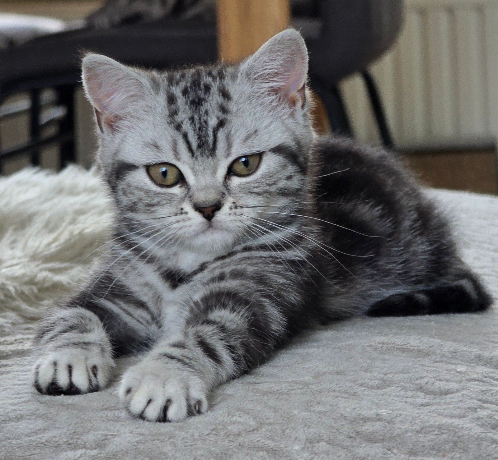 Britse korthaar black silver tabby blotched poesje, Poes, Gechipt, 0 tot 2 jaar