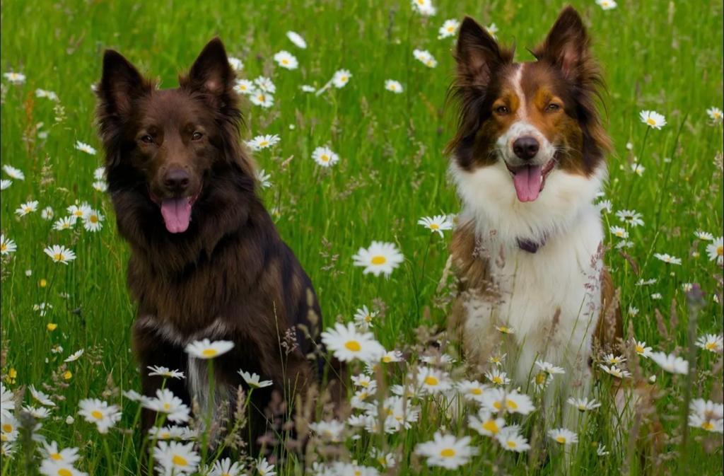 Gouden mandje gezocht Pita en Claus (12 jaar), Dieren en Toebehoren, Honden | Herdershonden en Veedrijvers, 6 jaar of ouder, CDV (hondenziekte)