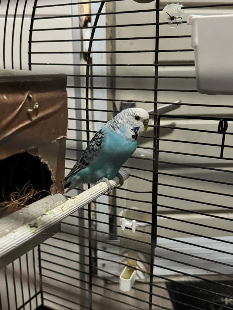 Mooie blauw/witte grasparkiet poppetje te koop., Dieren en Toebehoren, Vrouwelijk, Parkiet