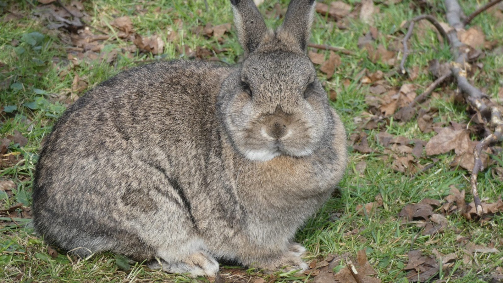 Lieve Snuffie zoekt warm thuis, vriendje & groene tuin, Vrouwelijk, Middelgroot, 0 tot 2 jaar