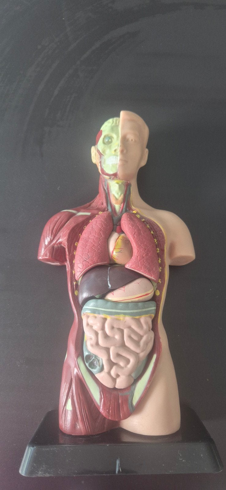 Anatomisch model menselijk torso - educatief, Ophalen, Zo goed als nieuw, Onbekend, Natuurwetenschap