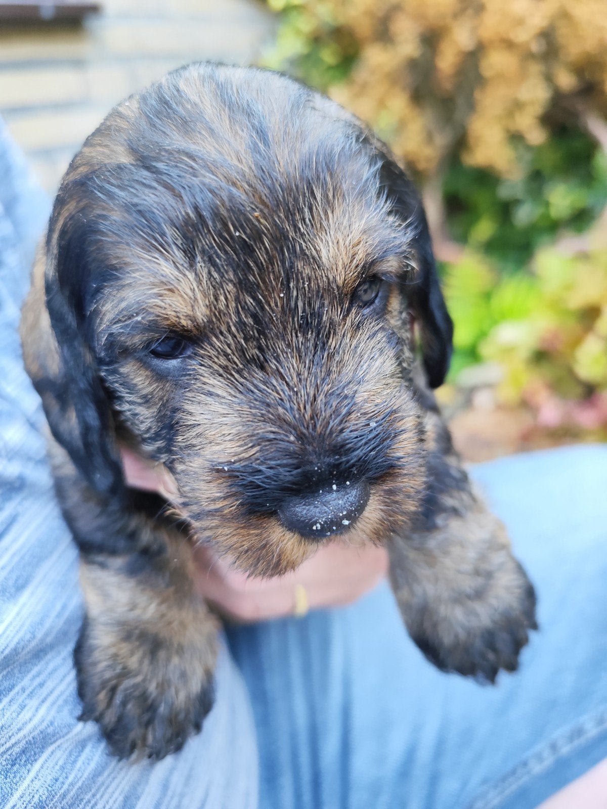Ruwharige teckel pups, Standaard, Parvo, 8 tot 15 weken, Meerdere