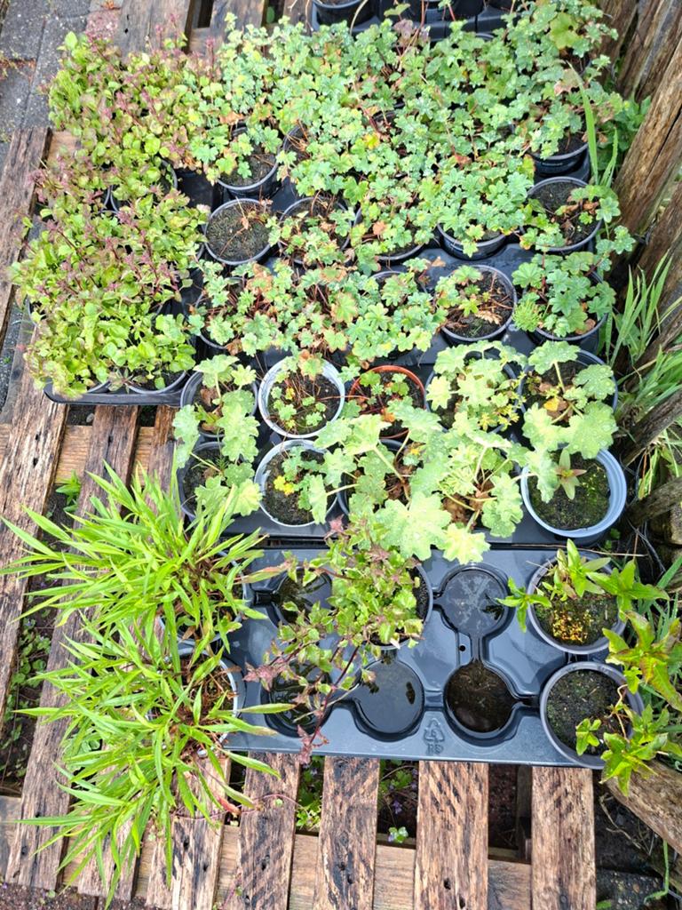 Vaste planten / stekjes €1,- per stuk, Vaste plant, Halfschaduw, Zomer, Ophalen