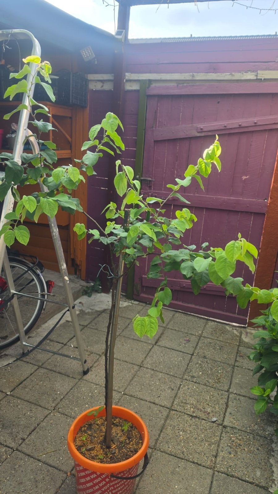 Katsuraboom in pot - Prachtige jonge boom, In pot, Halfschaduw, Lente, 100 tot 250 cm