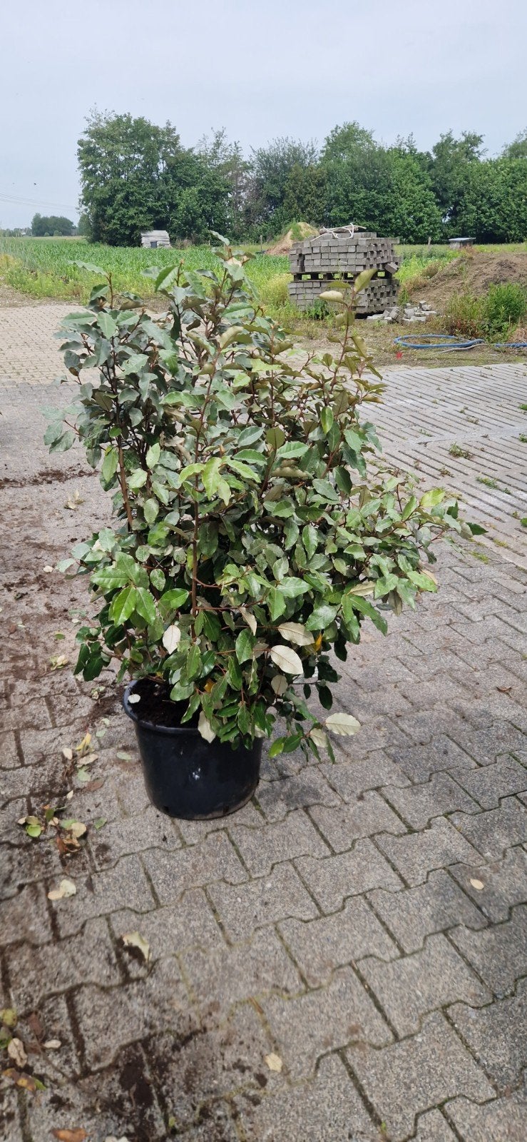 Olijfwilg 80 -100 hoog portugese laurier tot 225 cm, Overige soorten, Volle zon, Vaste plant, Ophalen of Verzenden