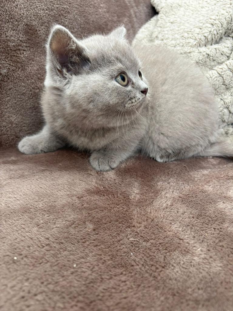 Lieve Britse Korthaar te koop, Dieren en Toebehoren, Katten en Kittens | Raskatten | Korthaar, Meerdere dieren, Ontwormd