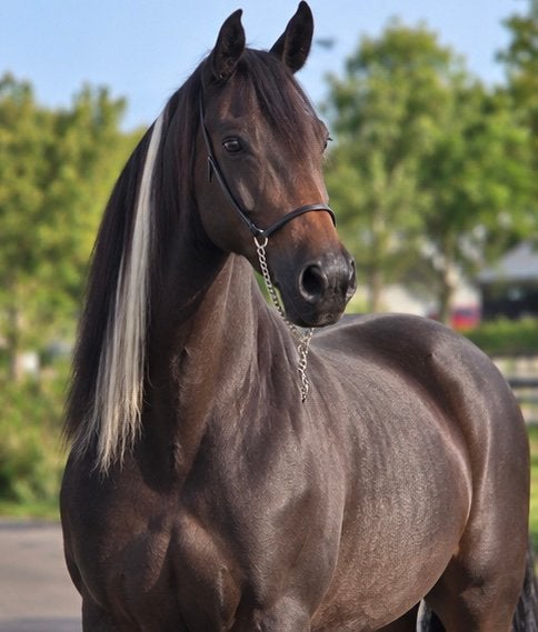 Fok merrie te koop, Merrie, Niet van toepassing, Gechipt, 160 tot 165 cm