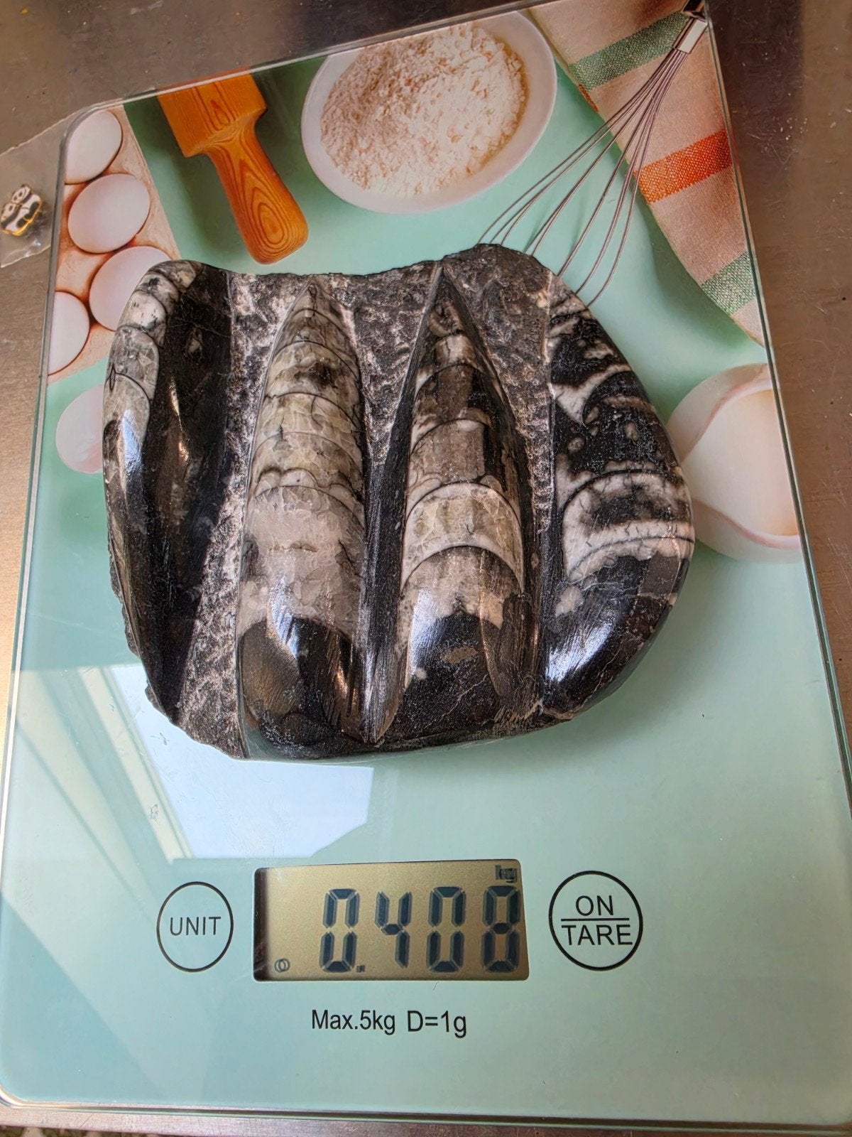 Fossil orthoceas molluse plate, Verzamelen, Ophalen of Verzenden