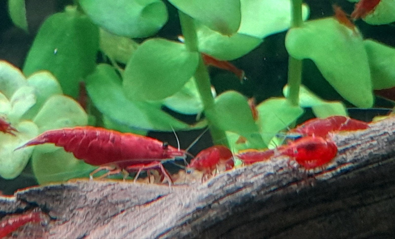Fire Red Sakura garnalen diep rood, Dieren en Toebehoren, Vissen | Aquariumvissen, Kreeft, Krab of Garnaal
