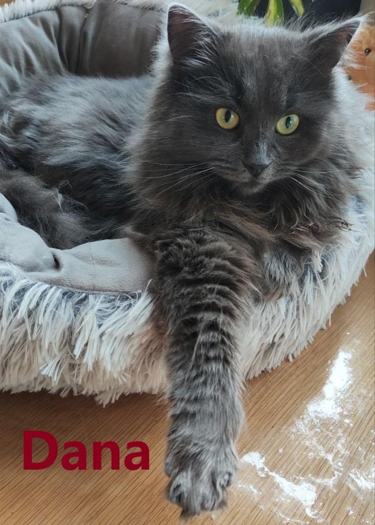 Dana en Adori zoeken een nieuw liefdevol thuis, Dieren en Toebehoren, Katten en Kittens | Raskatten | Langhaar, Meerdere dieren