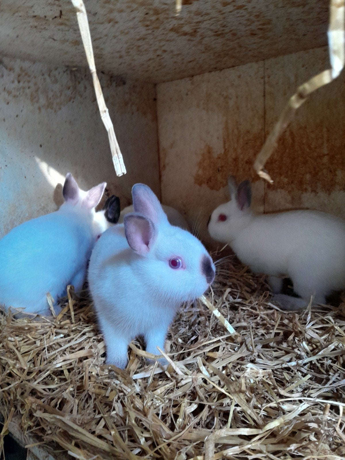 Mooie kleurdwergen blauw rus uit Fraaie Tt lijn, Dieren en Toebehoren, Konijnen, Meerdere dieren, Dwerg, 0 tot 2 jaar