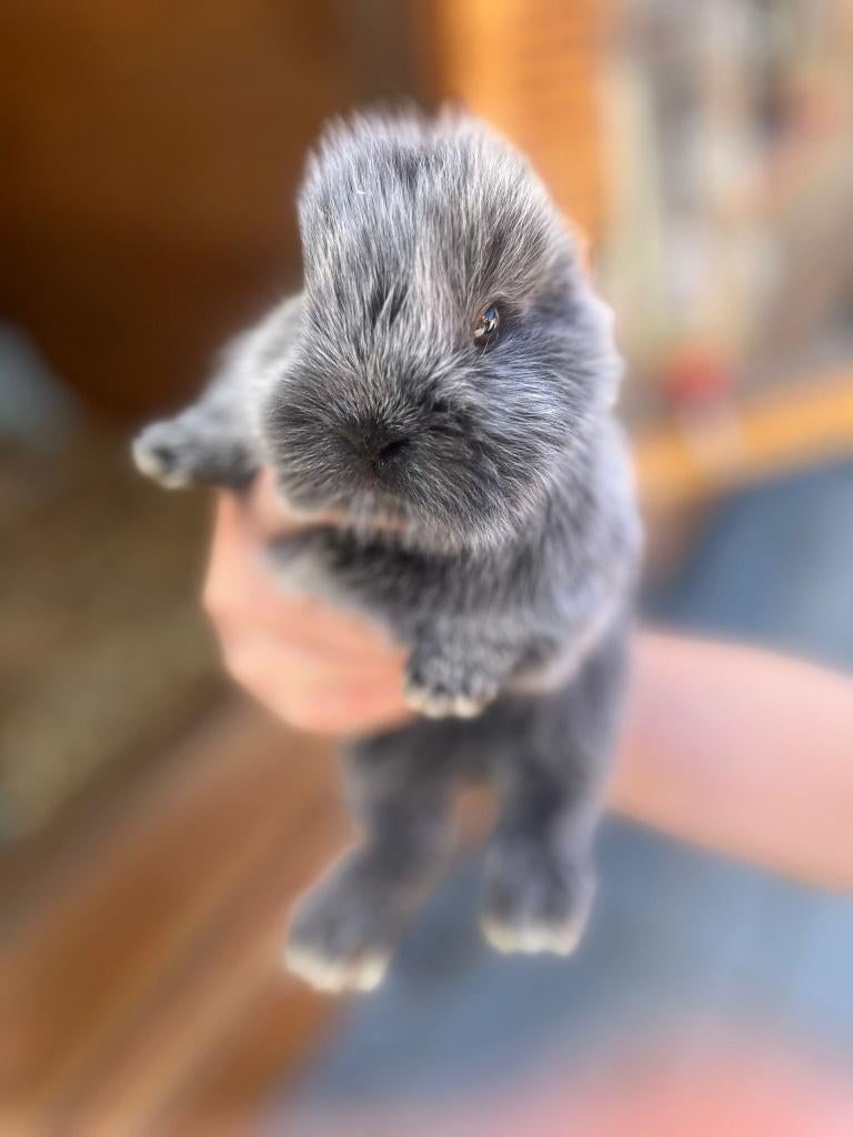 Konijntje, Dieren en Toebehoren, Konijnen, Meerdere dieren, 0 tot 2 jaar
