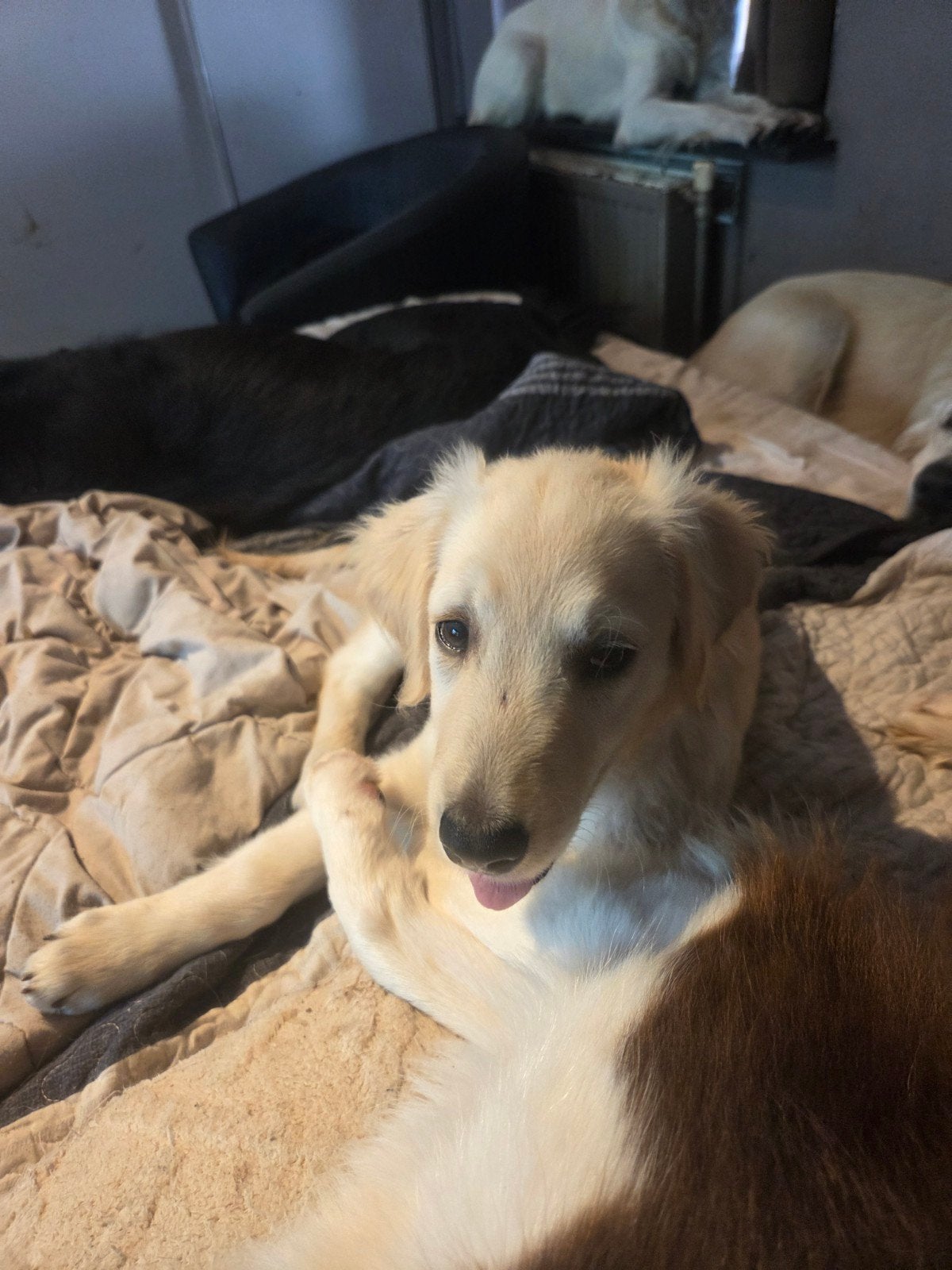 Te koop Flatcoated Retriever Teefje, Dieren en Toebehoren, Honden | Retrievers, Spaniëls en Waterhonden, Overige rassen, 8 tot 15 weken