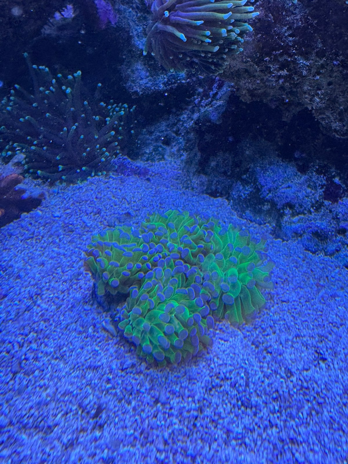 Koraal stek, Ophalen, Zo goed als nieuw, Gevuld zeewateraquarium