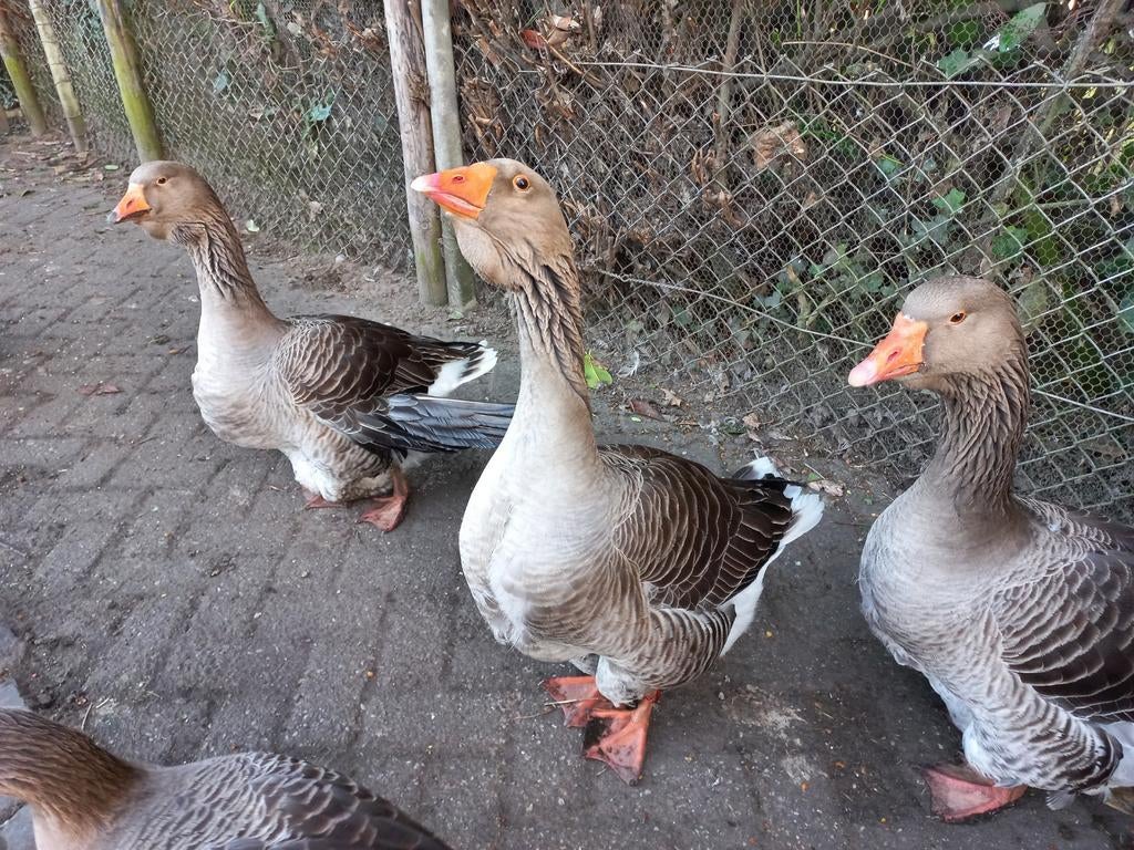 Broedeieren Toulouse gans 7,50 per stuk, Geslacht onbekend, Kip