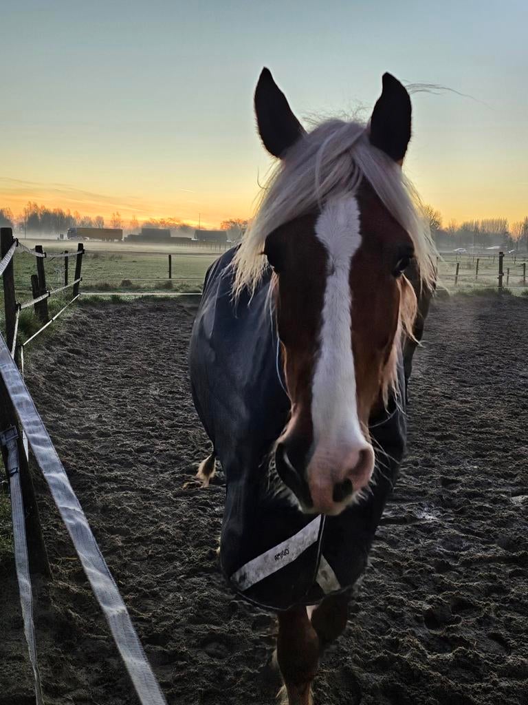 Stalling gezocht omgeving Hoeksche Waard, Dieren en Toebehoren