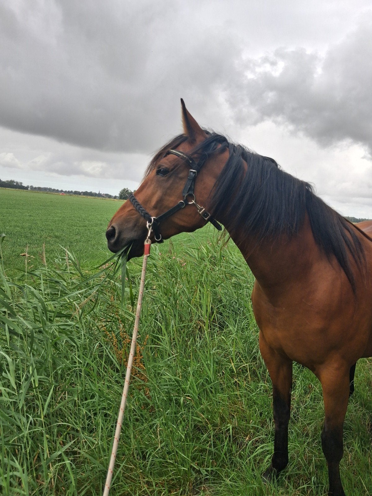 Mooie 6 jarige merrie, Merrie, Zadelmak, Recreatiepaard, 3 tot 6 jaar