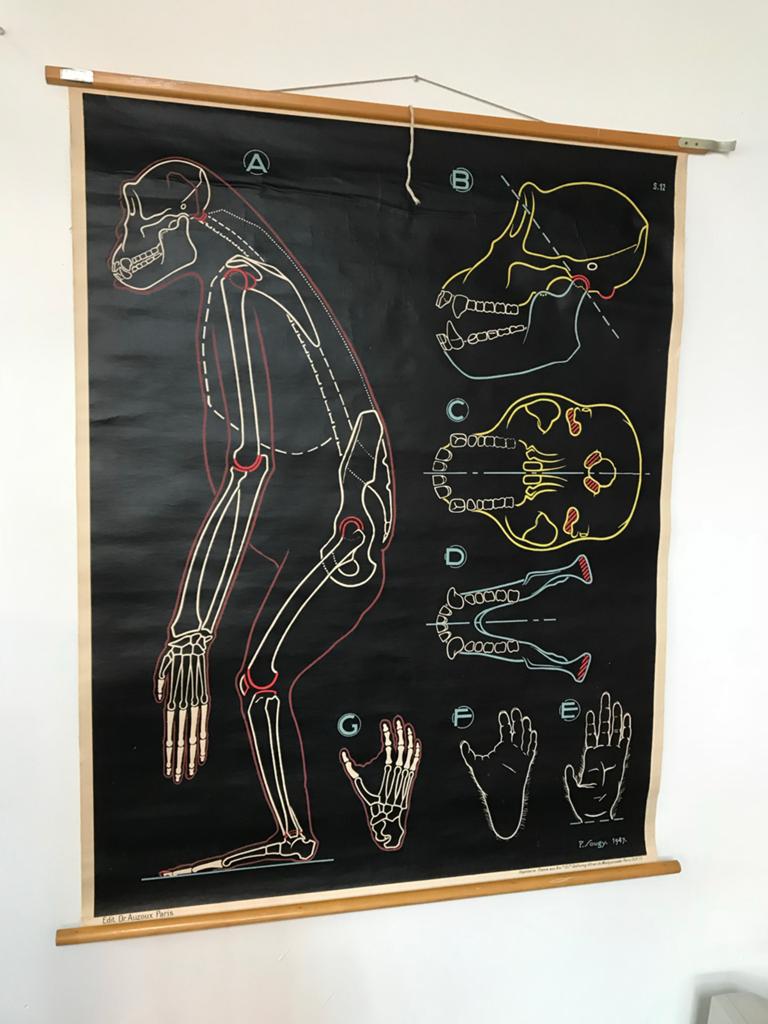 Vintage schoolposter Paul Sougy 1947 - Aap anatomie, Antiek en Kunst, Kunst | Schilderijen | Abstract, Ophalen of Verzenden