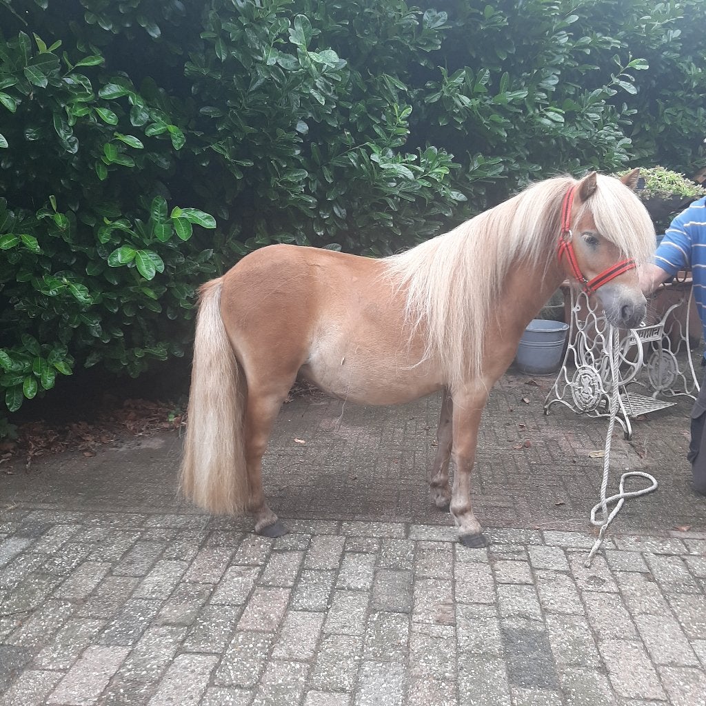 Hele mooie shetland ruin te koop,witte manen en staart, Met stamboom, Ruin, Niet van toepassing, 0 tot 2 jaar