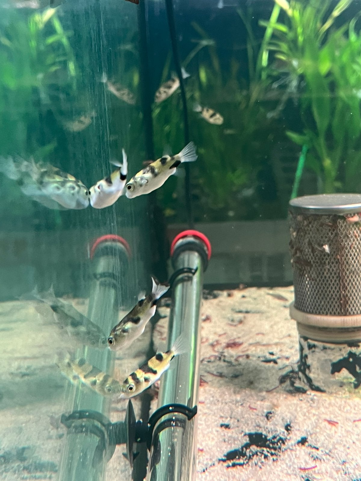 TETRAODON COLOMESUS, Dieren en Toebehoren, Vissen | Aquariumvissen, Vis