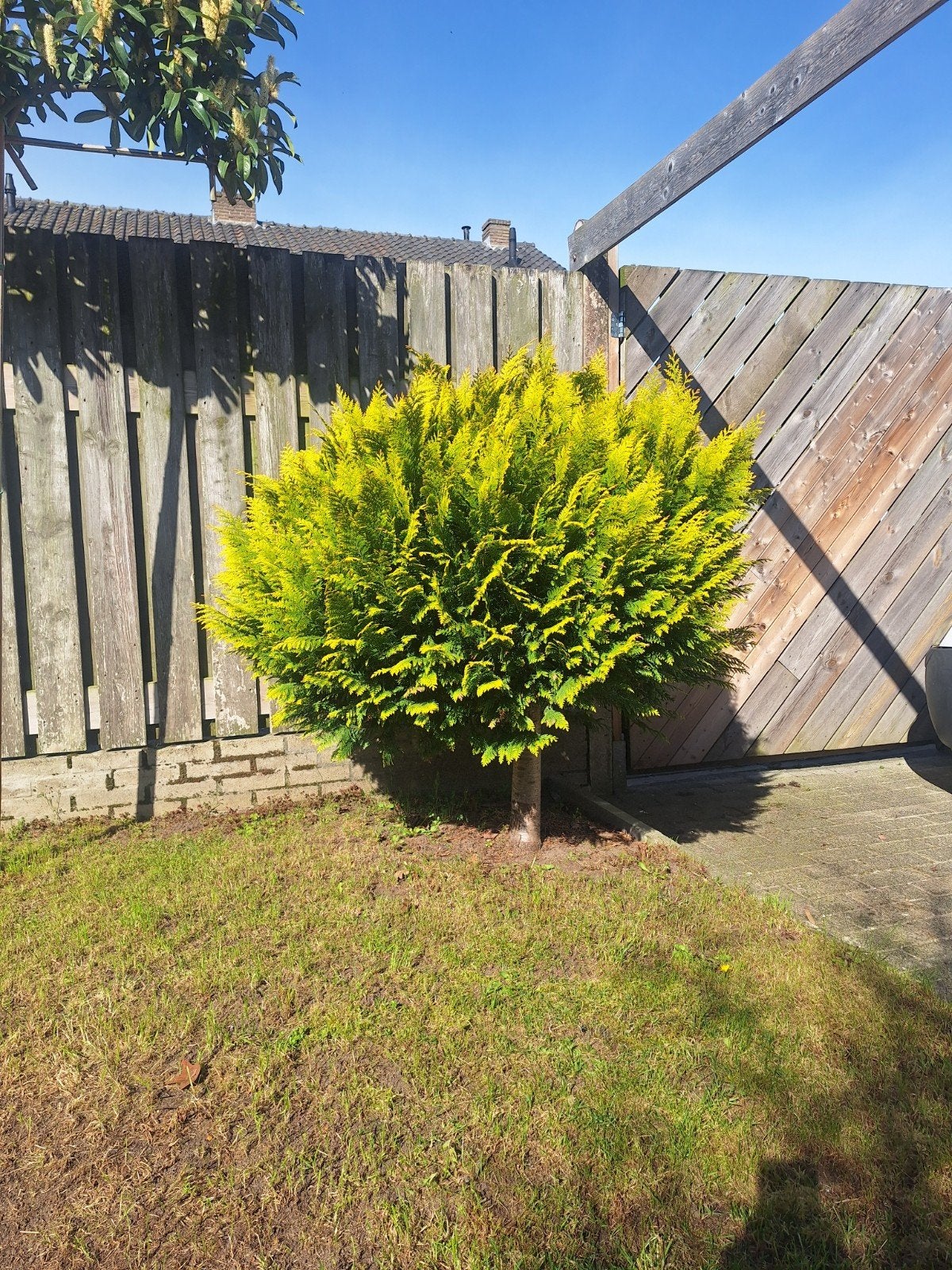 Gele Conifeer op stam - Cupressus macrocarpa 'Goldcrest', Tuin en Terras, Volle zon, Vaste plant, Bloeit niet, Ophalen