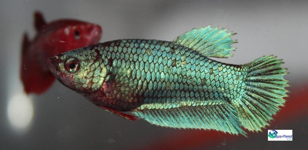 Betta - Plakat Female, Dieren en Toebehoren, Vissen | Aquariumvissen, Vis, Zoetwatervis