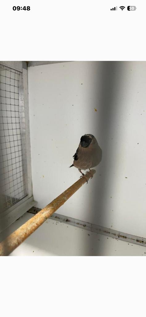 Goudvink pop 2025, Dieren en Toebehoren, Vogels | Overige Vogels, Vrouwelijk, Wildzangvogel