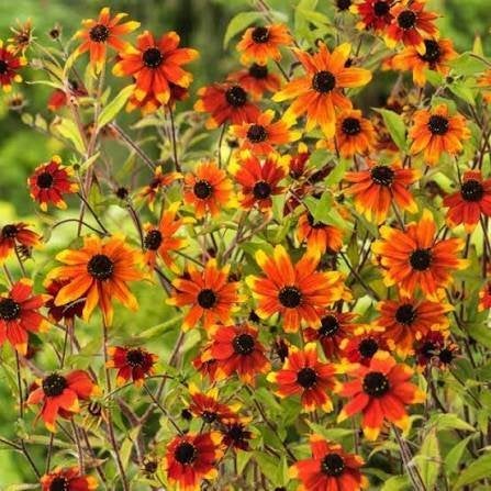 Mooie Rudbeckia triloba 'Prairie Glow' (Zonnehoed) in pot!, Ophalen, Overige soorten, Volle zon