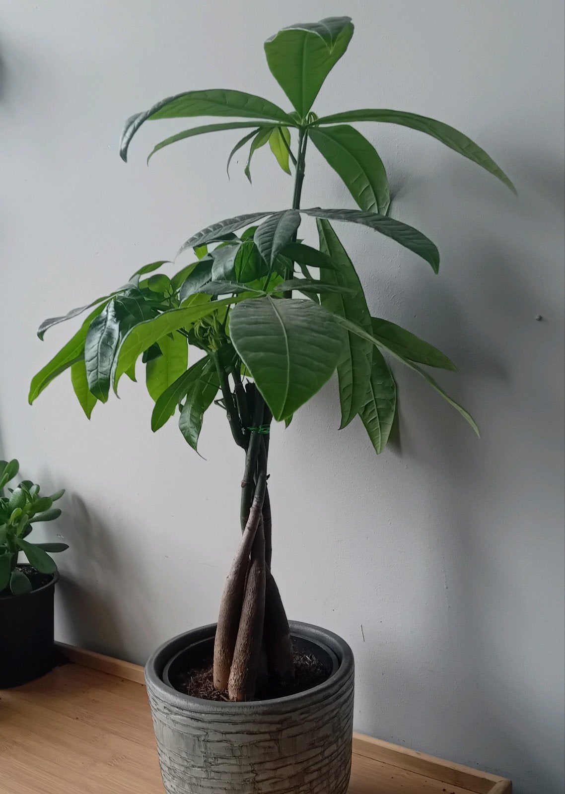 Kamerplant 70cm pachira    evt sierpot €5, Ophalen, Overige soorten, Halfschaduw, In pot
