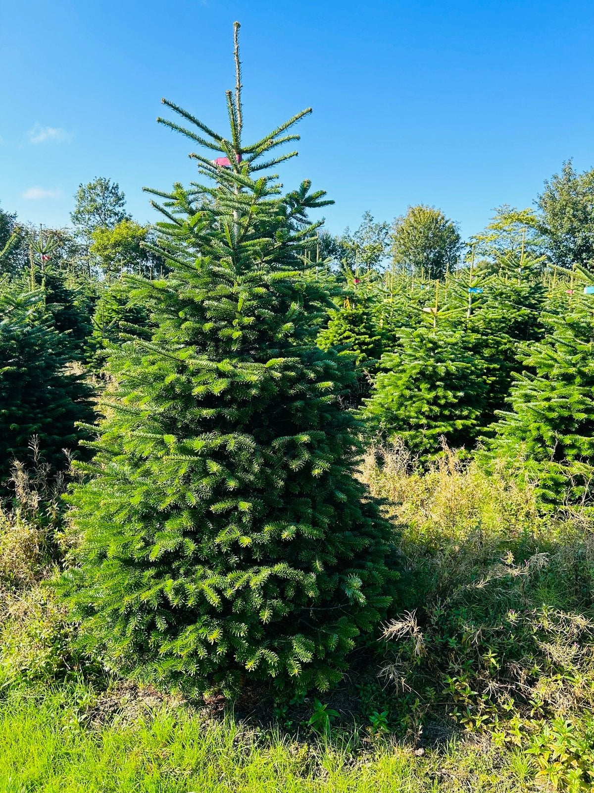 Kerstbomen nordmann,omorika,fraseri ,blauwspar, Tuin en Terras, Planten | Bomen, Ophalen of Verzenden, Volle zon, Overige soorten