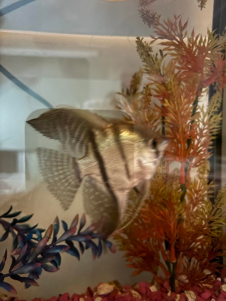 Maanvis inclisief compleet aquarium, Dieren en Toebehoren, Vissen | Aquariumvissen, Vis