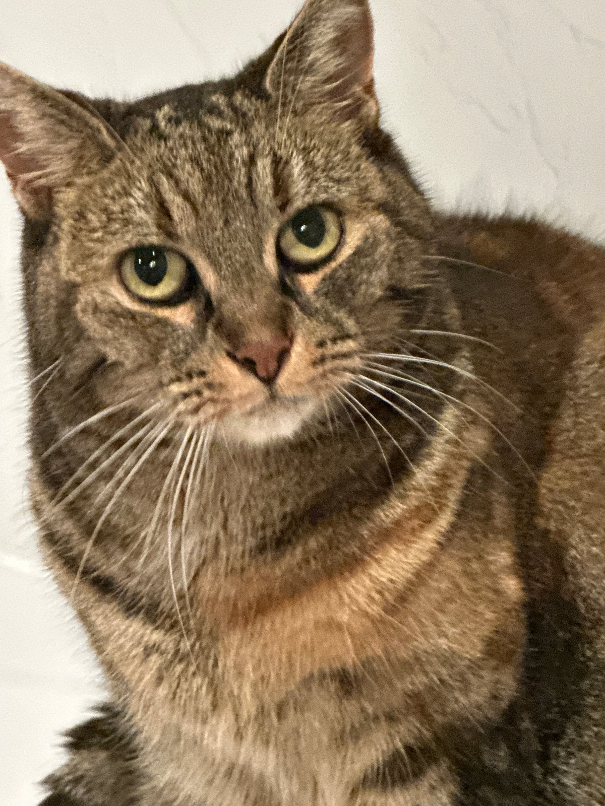 Rustige lieve poes 8 jaar, Poes, Kortharig, 6 jaar of ouder